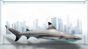 Visuel d'un requin flottant devant le paysage de la ville de New York